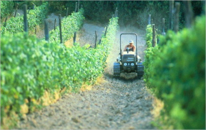 E7700876 Farmer driving tractor in organic vineyard SPL Ljubav na seoski način