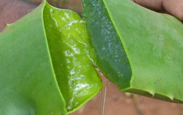 Aloe Prednosti aloe vera soka