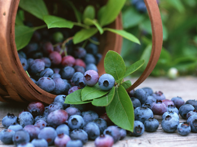 Spills Blueberry Hrana koja usporava starenje