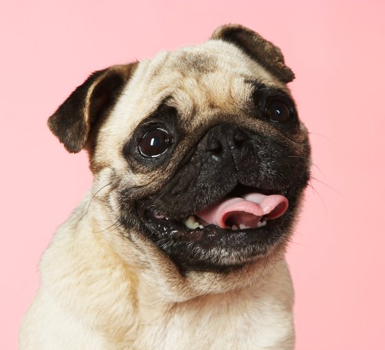 embedded Pug Slatka stvorenja: Najpopularnije rase pasa