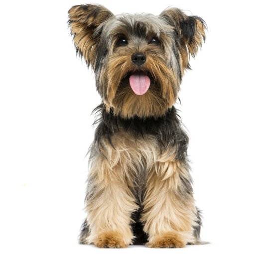 embedded Yorkshire Terrier Slatka stvorenja: Najpopularnije rase pasa