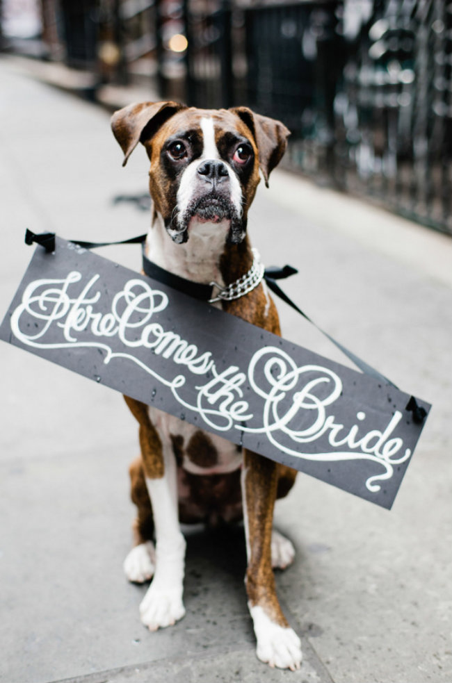 Slatki psi na venčanju 1 Slatki psi na venčanju