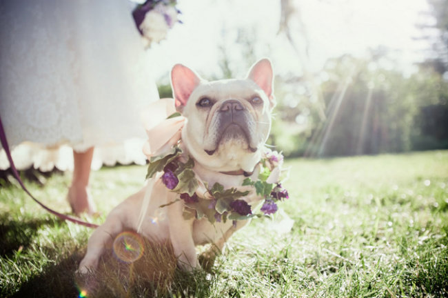 Slatki psi na venčanju 13 Slatki psi na venčanju