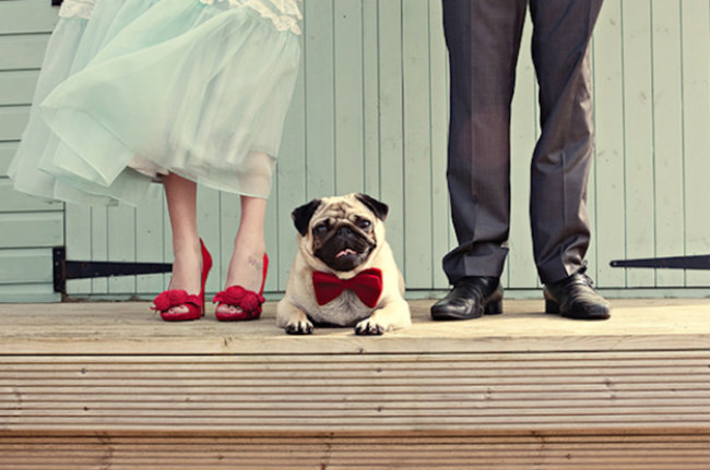 Slatki psi na venčanju 14 Slatki psi na venčanju