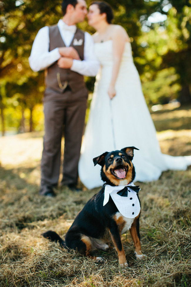 Slatki psi na venčanju 15 Slatki psi na venčanju