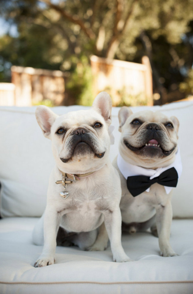Slatki psi na venčanju 3 Slatki psi na venčanju