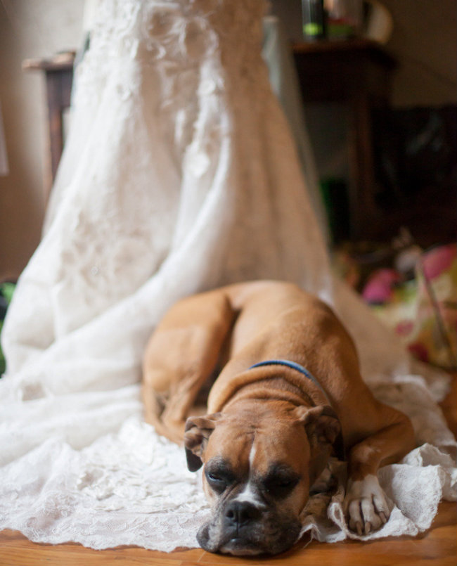 Slatki psi na venčanju 7 Slatki psi na venčanju