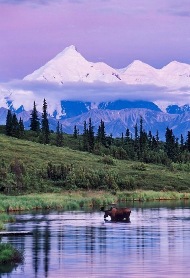 kao sa razglednice nestvarna aljaska divlje zivotinje Kao sa razglednice: Nestvarna Aljaska 