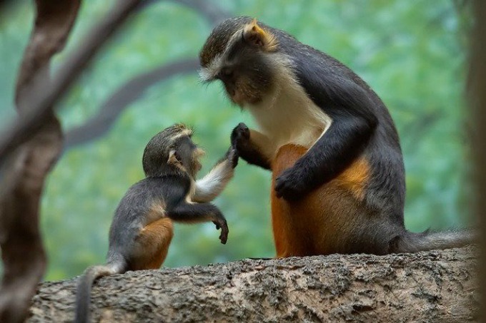 majmuni I životinje su brižni roditelji