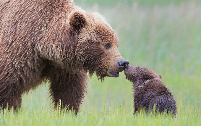 medvedi I životinje su brižni roditelji