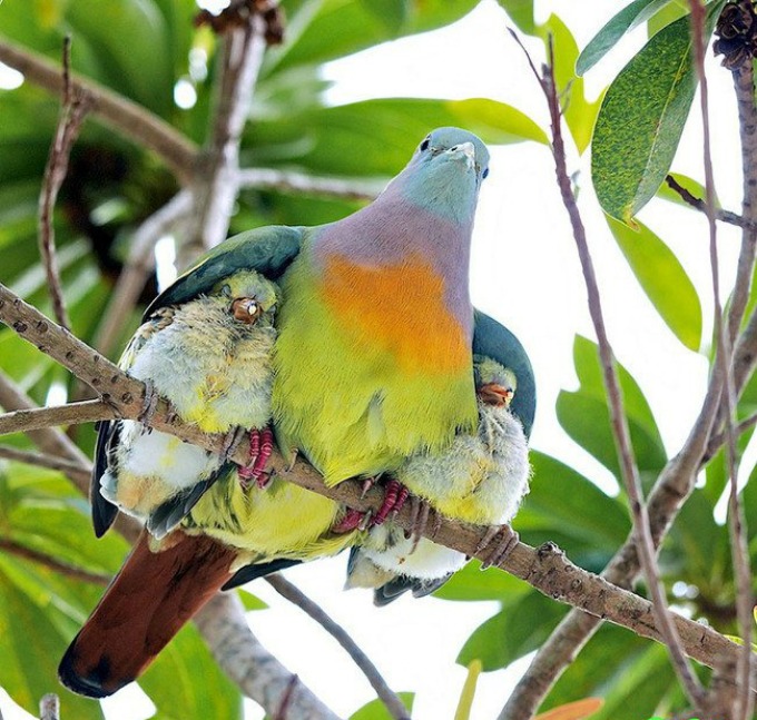 papagaj I životinje su brižni roditelji