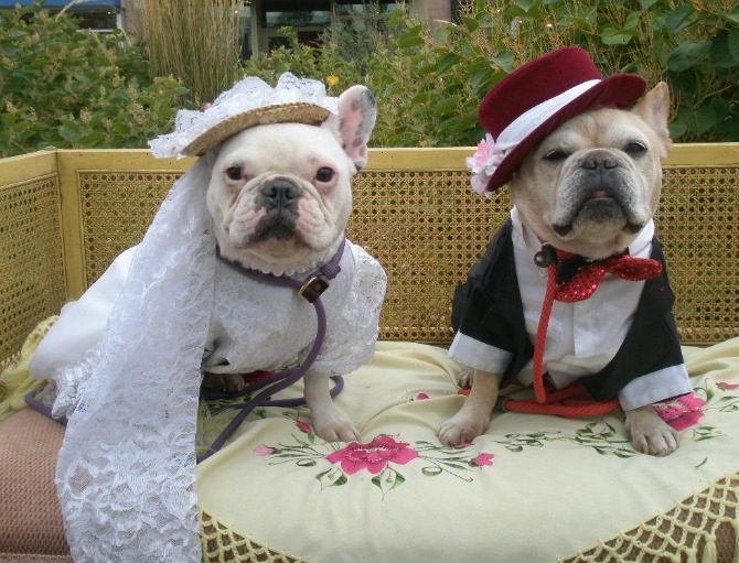 pas na venčanju2 Pas na venčanju   savršen ukras ili dodatna obaveza?