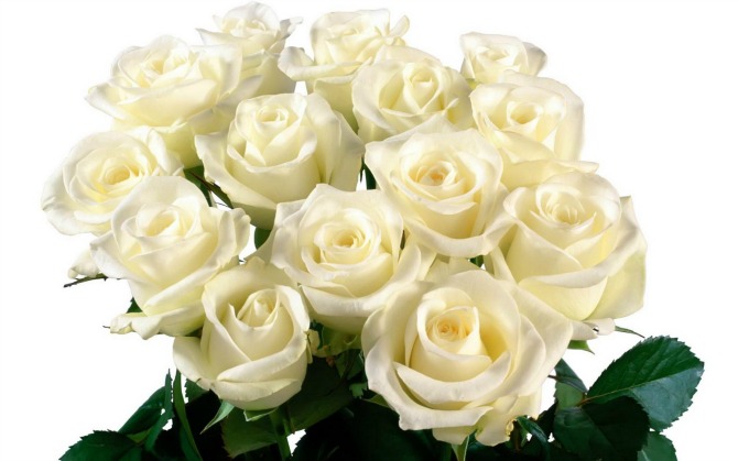 bele ruže Izbor cveća na venčanju u sebi krije određenu poruku