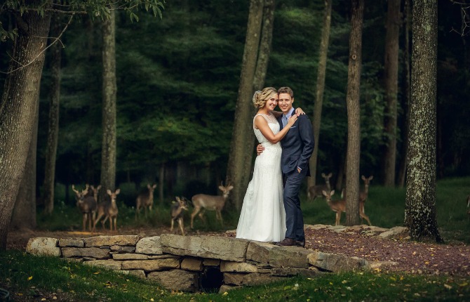 divlje životinje na svadbenim fotografijama Divlje životinje kao neočekivani gosti na venčanju