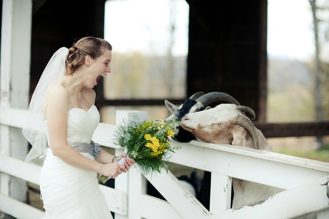 divlje životinje na svadbenim fotografijama21 Divlje životinje kao neočekivani gosti na venčanju
