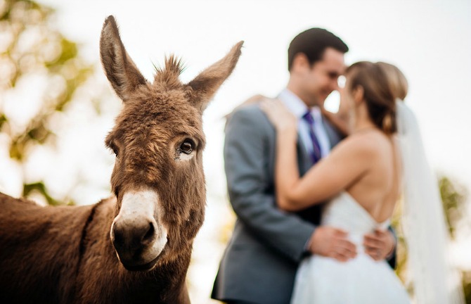 divlje životinje na svadbenim fotografijama31 Divlje životinje kao neočekivani gosti na venčanju