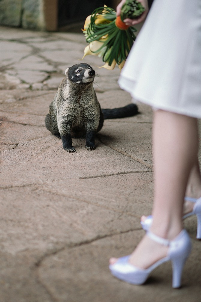 divlje životinje na svadbenim fotografijama4 Divlje životinje kao neočekivani gosti na venčanju