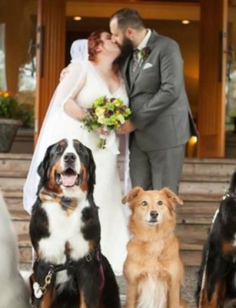 Venčanje na kome su četiri psa glavni gosti