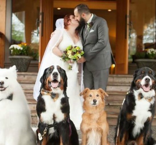 Venčanje na kome su četiri psa glavni gosti